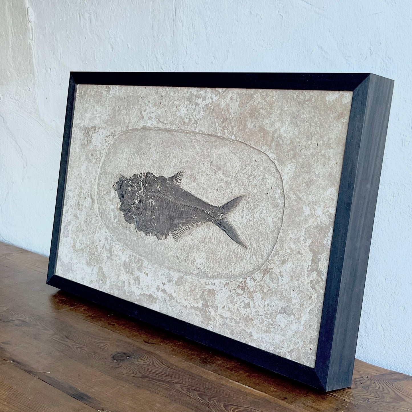 Framed Fossil Fish - #1882