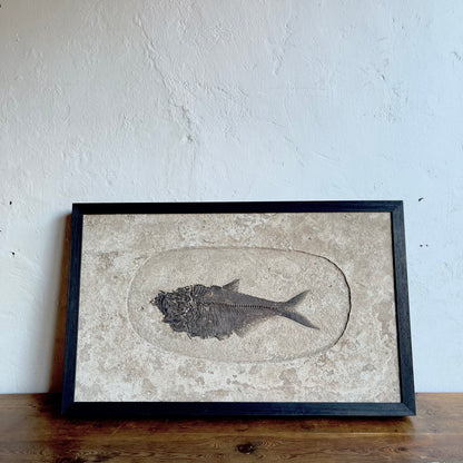 Framed Fossil Fish - #1882
