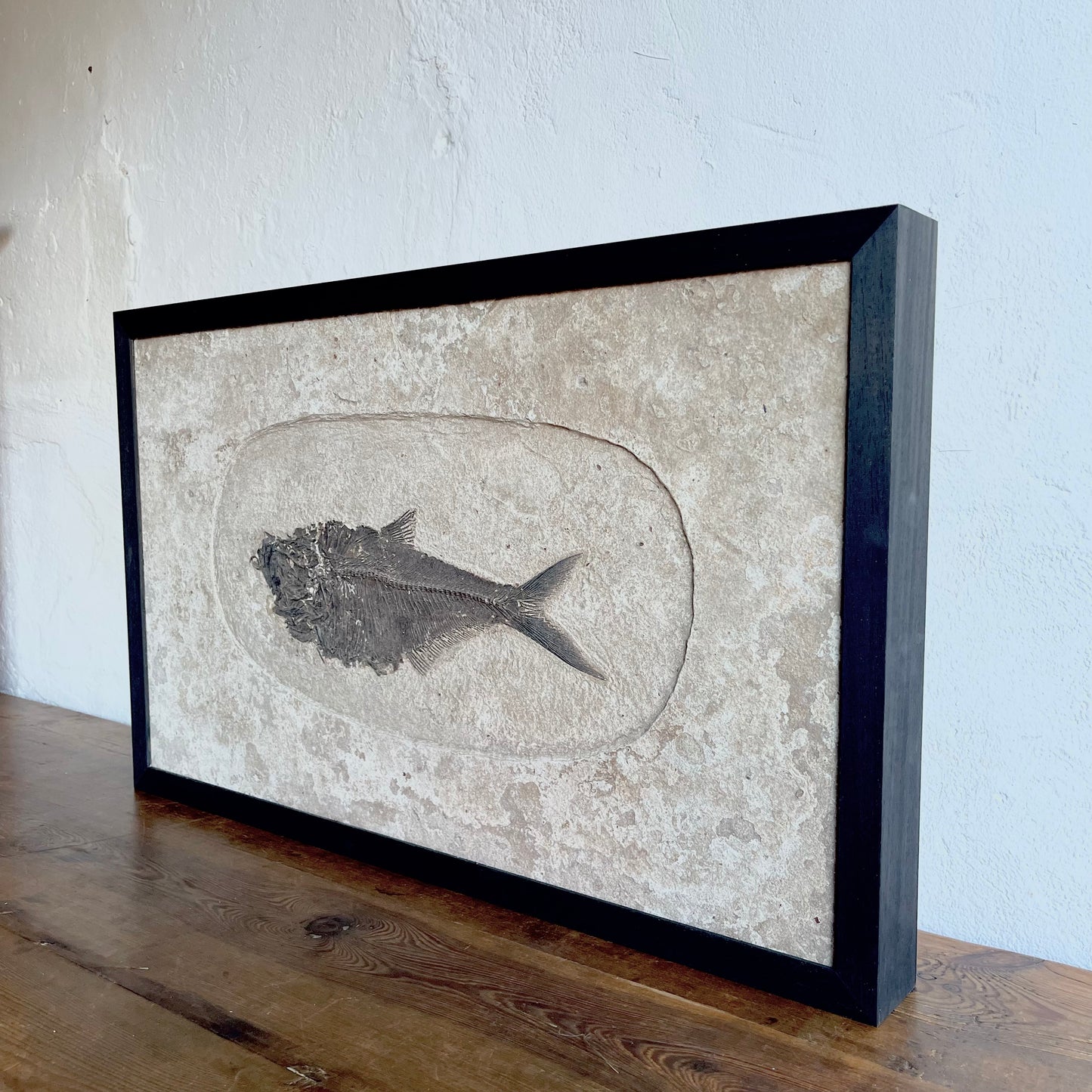 Framed Fossil Fish - #1882