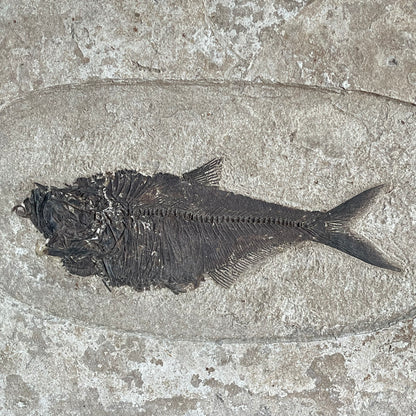 Framed Fossil Fish - #1882