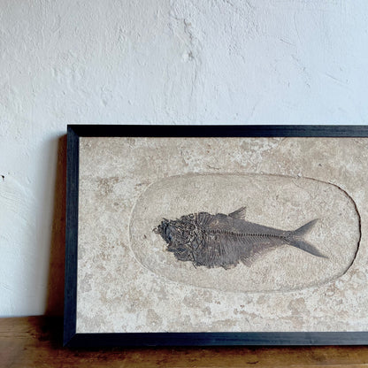 Framed Fossil Fish - #1882